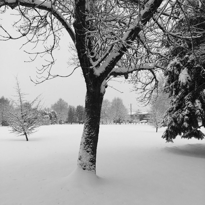 Dark tree trunk in snow field